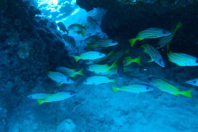 Private Snorkel Excursions in Lahaina, Maui - What the Tour Includes