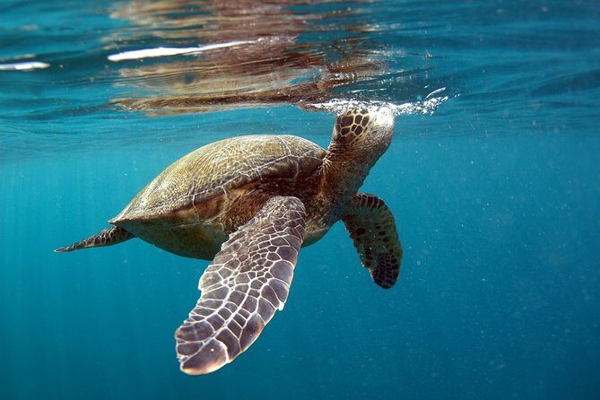 Private Stand Up Paddling Lesson in Makena - Practical Tips for Your Paddleboard Adventure
