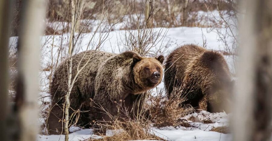 Private Sunset Safari of Grand Teton National Park - What’s Not Included