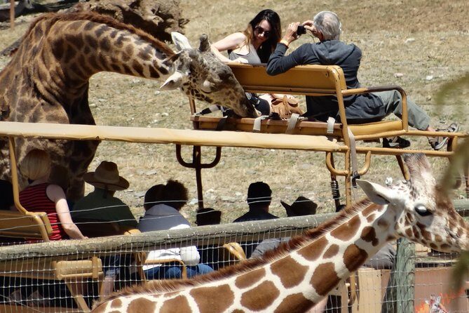 Private Tour of Sonoma Wild Safari Animal Park and Sonoma Redwoods - The Itinerary: What to Expect from This Full-Day Adventure
