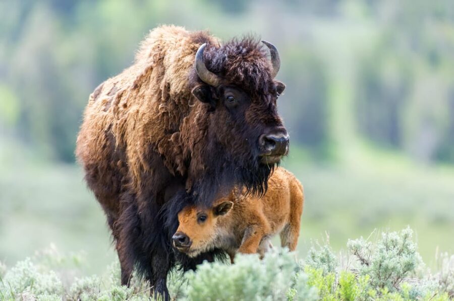 Private Tour of Yellowstone National Park - Practical Aspects: Transportation, Cost, and Comfort