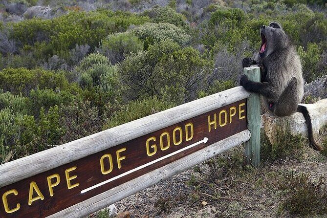 Private Tour:Cape of Good Hop>Seal island>Chapmanspeak &Penguins - Final Thoughts