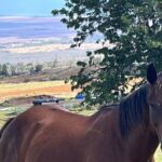 Private Upcountry Farm Tour on Maui - A Detailed Look at the Maui Upcountry Farm Tour