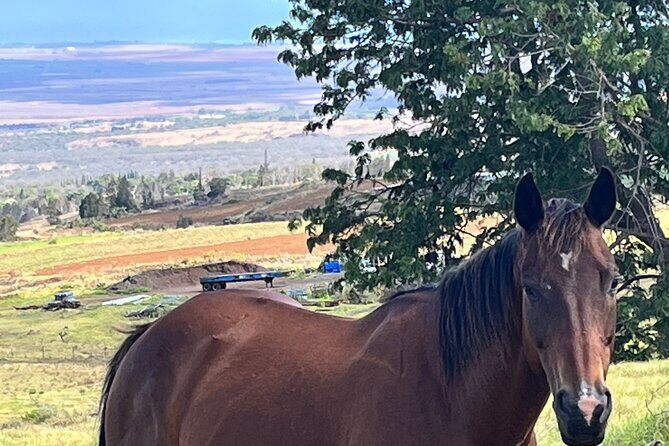 Private Upcountry Farm Tour on Maui - A Detailed Look at the Maui Upcountry Farm Tour