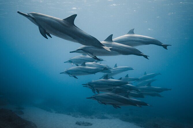 Private Whale Watching and Coastal Swimming Tour Honolulu - What’s Included and What to Bring