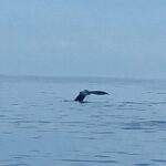 Private Whale Watching and Dolphin Excursion - Who Would Enjoy This Tour Most?