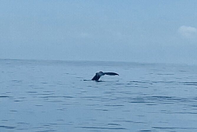 Private Whale Watching and Dolphin Excursion - Who Would Enjoy This Tour Most?