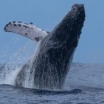 Private Whale Watching Safari from North Shore Oahu - What to Expect from the Itinerary