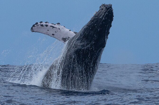 Private Whale Watching Safari from North Shore Oahu - What to Expect from the Itinerary