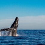 Private Whale Watching Sailing Adventure - Final Thoughts
