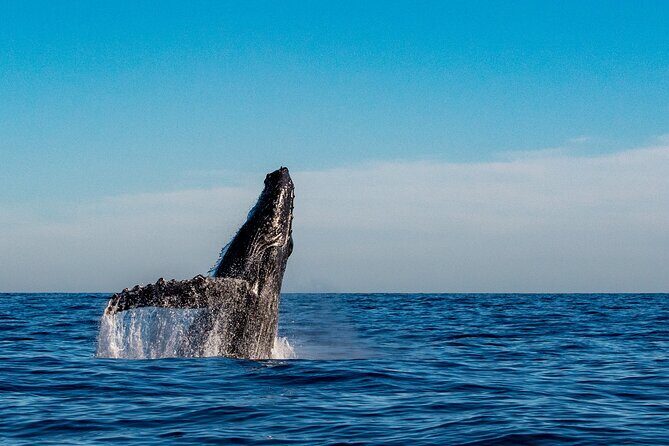 Private Whale Watching Sailing Adventure - Final Thoughts