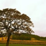 Private Willamette Valley Wine Tour from Portland (All tasting fees included) - The Itinerary: What to Expect