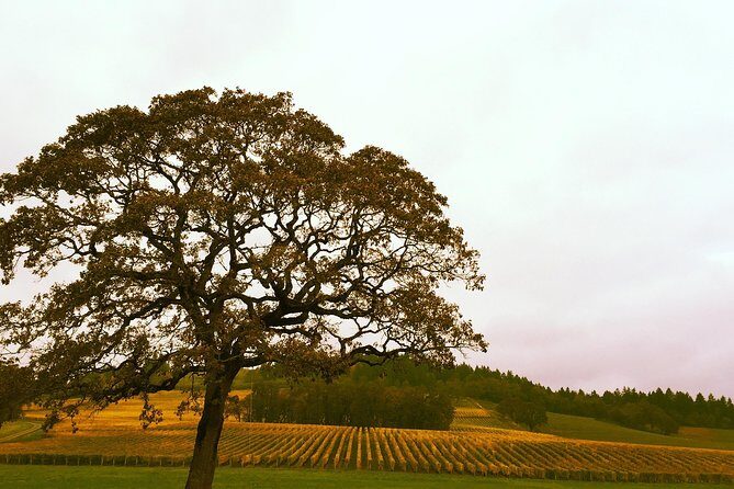 Private Willamette Valley Wine Tour from Portland (All tasting fees included) - The Itinerary: What to Expect