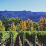 Private Wine Tour of Napa Valley - The Sum Up