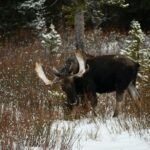 Private Yellowstone Park Van Tours from Bozeman and Big Sky - Who Should Consider This Tour?