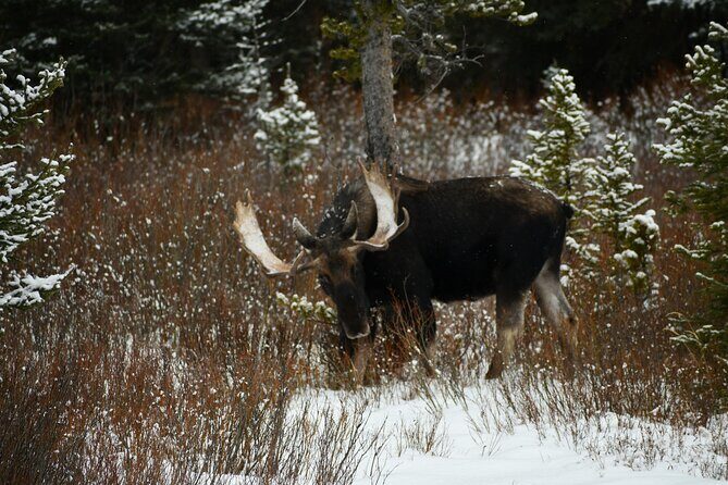 Private Yellowstone Park Van Tours from Bozeman and Big Sky - Who Should Consider This Tour?