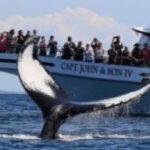 Provincetown: Whale Watching Cruise - Why the Naturalist Guides Make a Difference