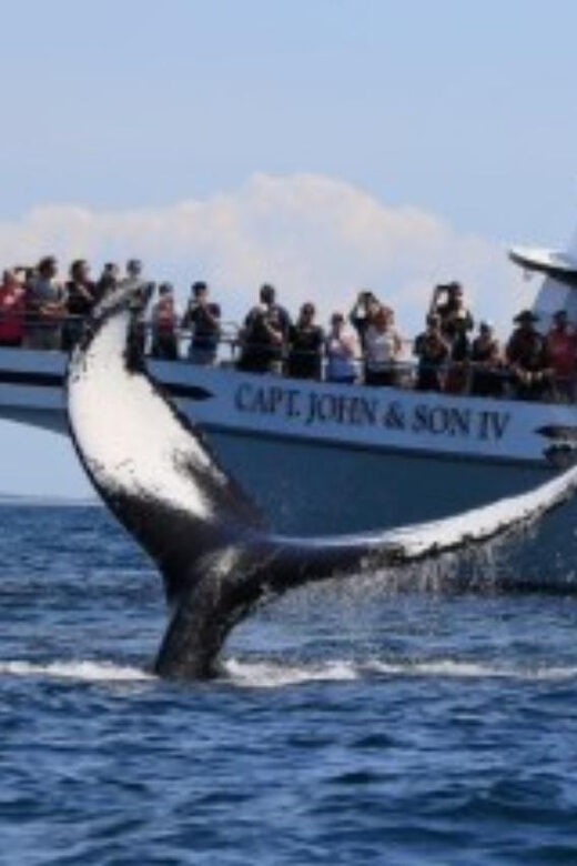 Provincetown: Whale Watching Cruise - Why the Naturalist Guides Make a Difference