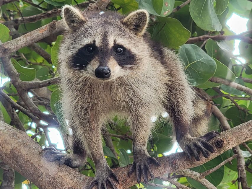 Raccoon Island: Exploration on SUP/Kayak - What Sets This Tour Apart