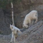 Rapid City: Black Hills and Mt Rushmore Day Tour with Lunch - An In-Depth Look at the Black Hills and Mt Rushmore Tour