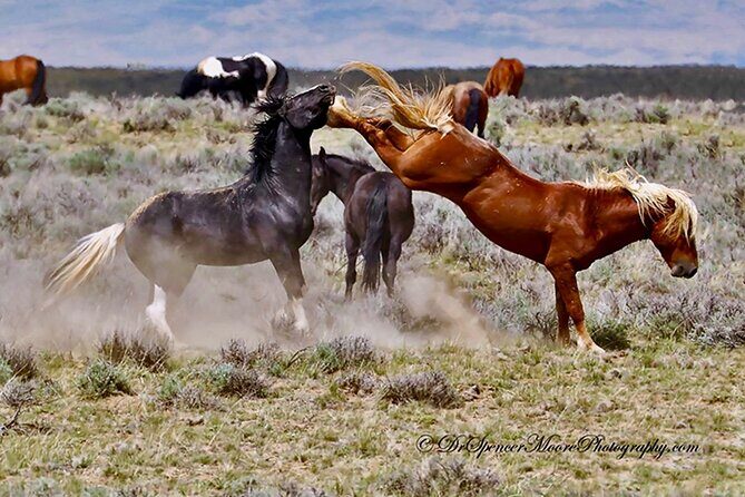 Red Canyon Wild Mustang Safari Truck Tours In Cody Wyoming! - Is this Tour Worth the Price?