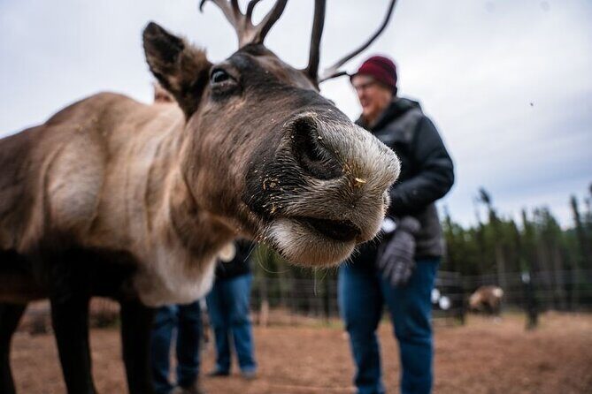 Reindeer Meet and Greet - Frequently Asked Questions