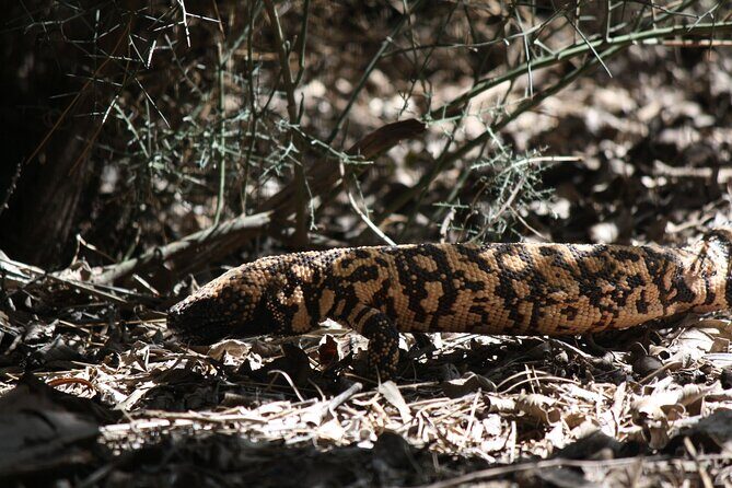 Reptile Hunting in The Sonoran Desert - What Can You Expect During the Tour?