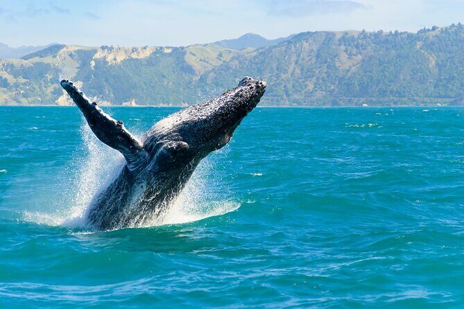 Royal Humpback Whale Exploration - What to Expect from the Royal Humpback Whale Exploration