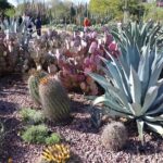 Saguaro NP and Mt. Lemmon Self Guided Driving Audio Tour Bundle - What Makes This Tour Stand Out?