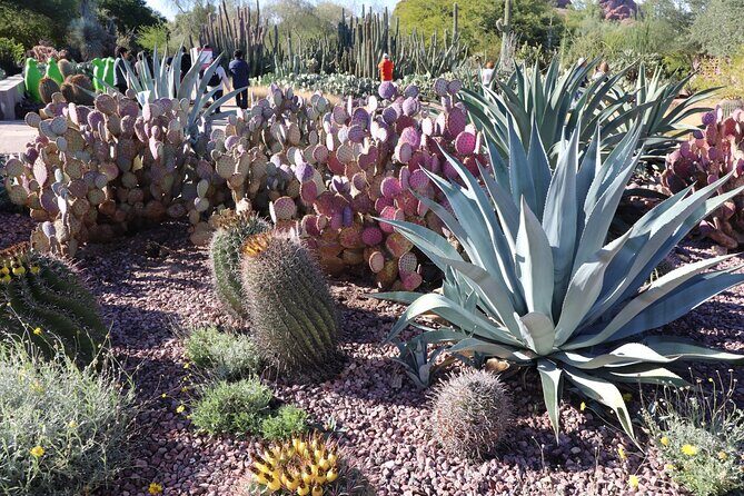 Saguaro NP and Mt. Lemmon Self Guided Driving Audio Tour Bundle - What Makes This Tour Stand Out?