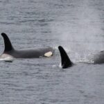 Saltwater Expedition Sightseeing & Wildlife - 6 Passenger Boat - Who Will Love This Tour?