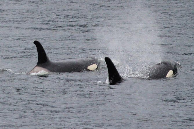 Saltwater Expedition Sightseeing & Wildlife - 6 Passenger Boat - Who Will Love This Tour?