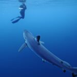 San Diego: Blue Shark Offshore Snorkel Adventure! - The Overall Value