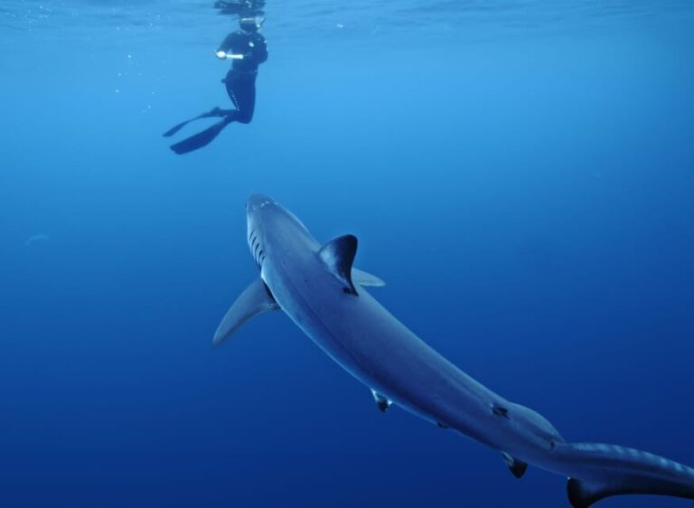 San Diego: Blue Shark Offshore Snorkel Adventure! - The Overall Value