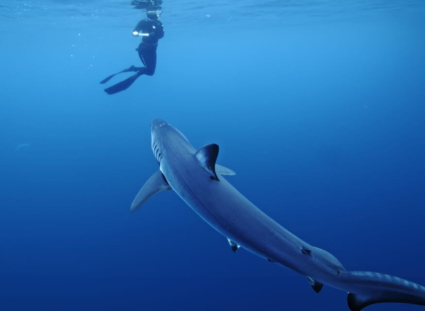 San Diego: Blue Shark Offshore Snorkel Adventure! - The Overall Value
