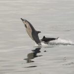 San Diego: Dolphin and Whale-Watching Sunset Cruise - The Experience in Detail