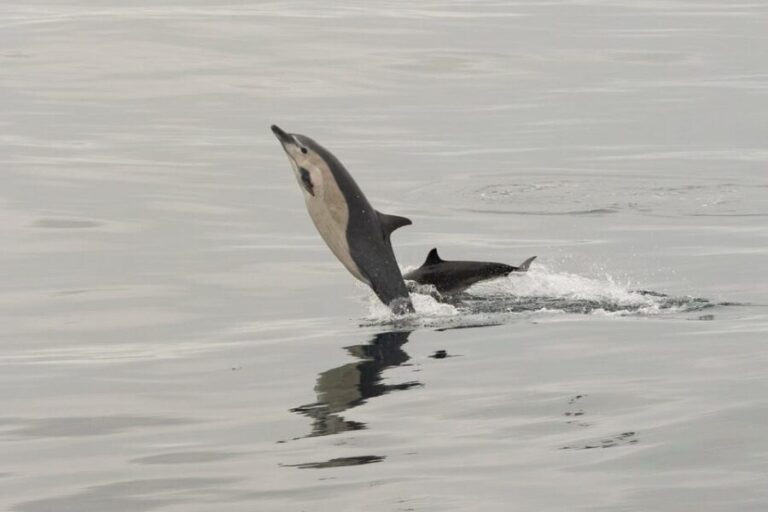 San Diego: Dolphin and Whale-Watching Sunset Cruise - The Experience in Detail