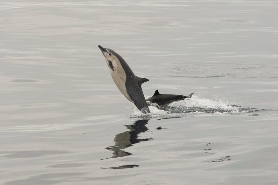San Diego: Dolphin and Whale-Watching Sunset Cruise - The Experience in Detail