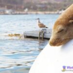 San Diego: Half-Day Marine Wildlife Tour with Lunch - The Value of a Small-Group Sailing Tour