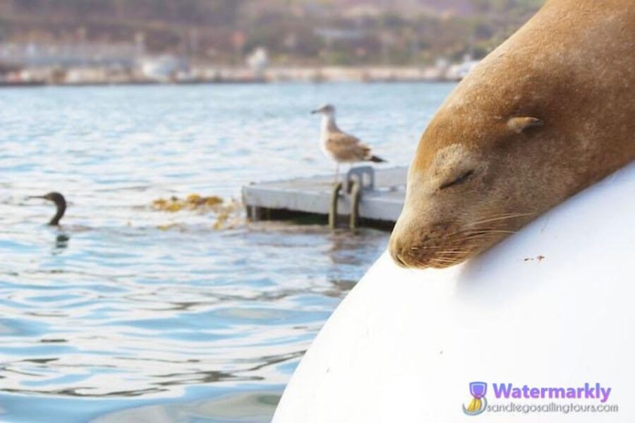 San Diego: Half-Day Marine Wildlife Tour with Lunch - The Value of a Small-Group Sailing Tour