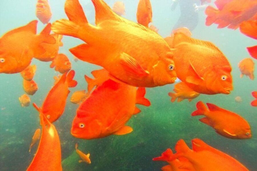 San Diego: La Jolla Cove Guided Snorkeling Tour - Evaluating the Value