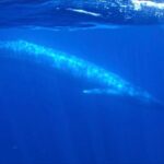 San Diego Ocean Safari: 6-Hour Snorkel Adventure! - Snorkeling and Marine Education