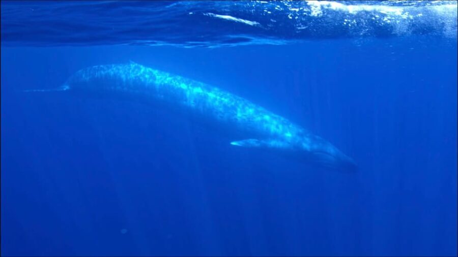 San Diego Ocean Safari: 6-Hour Snorkel Adventure! - Snorkeling and Marine Education
