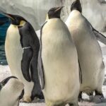 San Diego: SeaWorld Skip-the-Line Park Admission Ticket - The Practicalities of Your Visit
