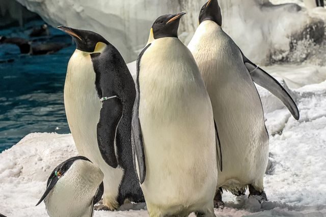 San Diego: SeaWorld Skip-the-Line Park Admission Ticket - The Practicalities of Your Visit