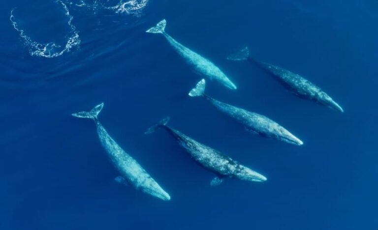 San Diego: Whale and Dolphin Watching Speedboat Tour - The Itinerary Breakdown
