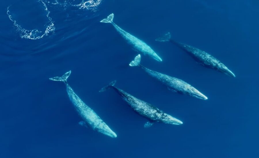 San Diego: Whale and Dolphin Watching Speedboat Tour - The Itinerary Breakdown