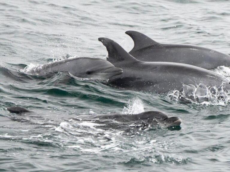 San Diego: Whale Watching Cruise - FAQs