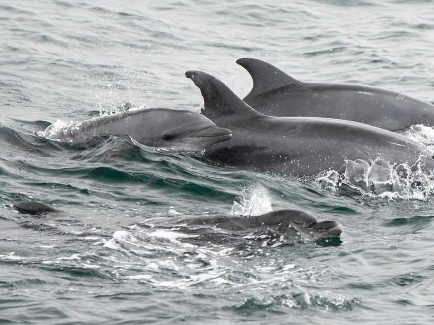 San Diego: Whale Watching Cruise - FAQs