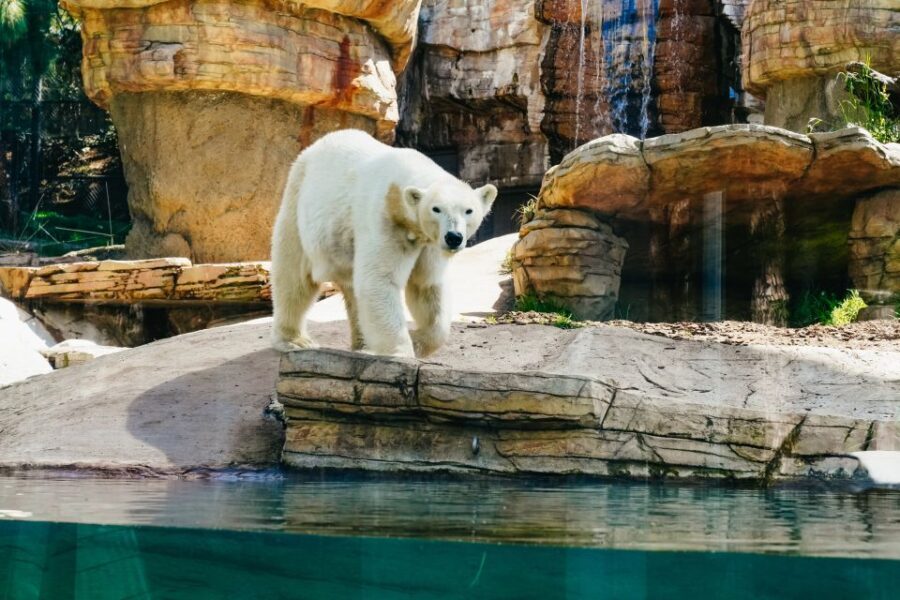 San Diego Zoo: 1-Day Admission Ticket - Who Will Benefit Most from This Tour?